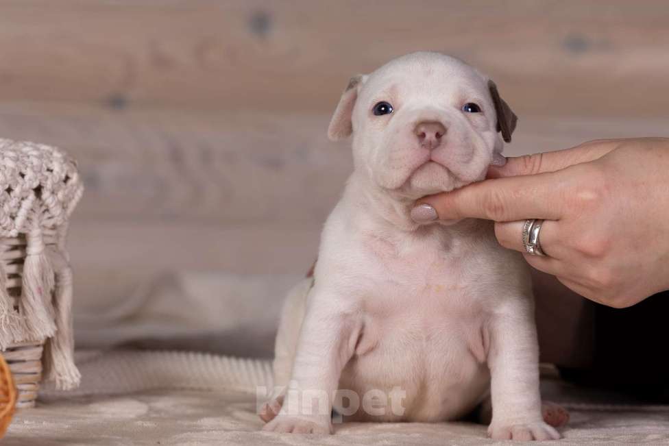 Собаки в Королеве: Американский булли Девочка, 150 000 руб. - фото 5