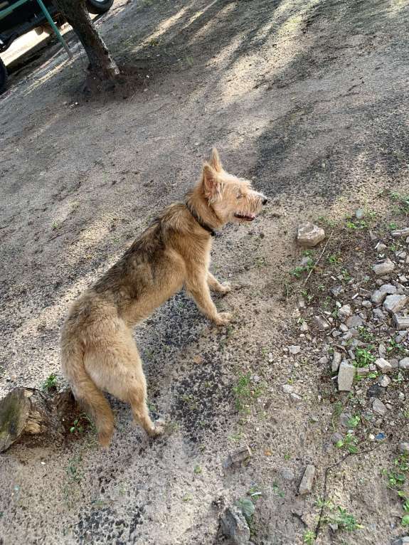Собаки в Воронеже: Может чей то бродит, район коминтерновский Мальчик, 1 руб. - фото 2