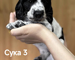 Собаки в Волгограде: Щенки Русский охотничий спаниель Разнополые, 40 000 руб. - фото 6