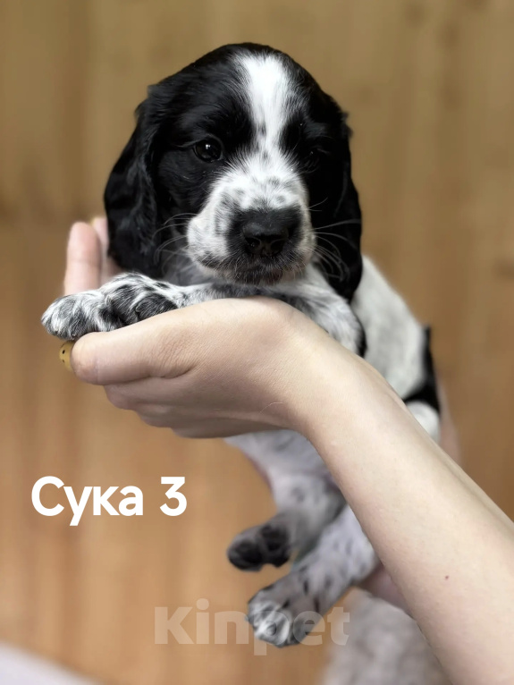 Собаки в Волгограде: Щенки Русский охотничий спаниель Разнополые, 40 000 руб. - фото 6