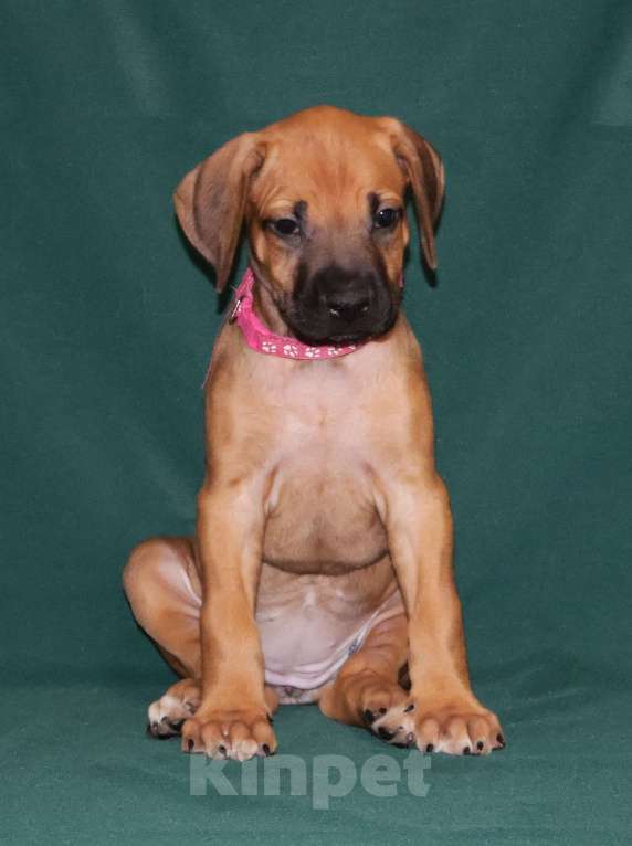 Собаки в Москве: Девочка Родезийского Риджбека  Девочка, 100 000 руб. - фото 3