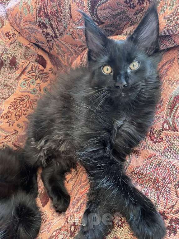 Кошки в других городах Приморского края: Шикарные котята Мальчик, 20 000 руб. - фото 5