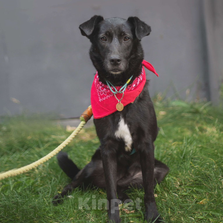Собаки в Москве: Кола Девочка, Бесплатно - фото 4