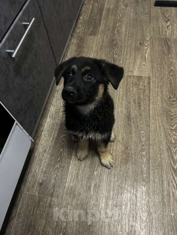 Собаки в Москве: Продам щенка немецкой овчарки ( девочка ) Девочка, Бесплатно - фото 5