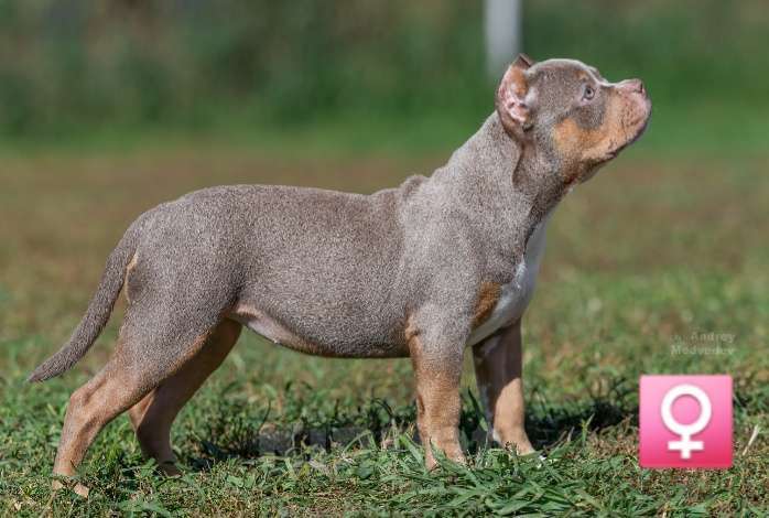 Собаки в Новосибирске: Девочка Американский булли щенок Девочка, Бесплатно - фото 8