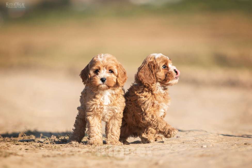 Собаки в Москве: Эксклюзивная девочка КАВАПУ БОННИ Девочка, Бесплатно - фото 4