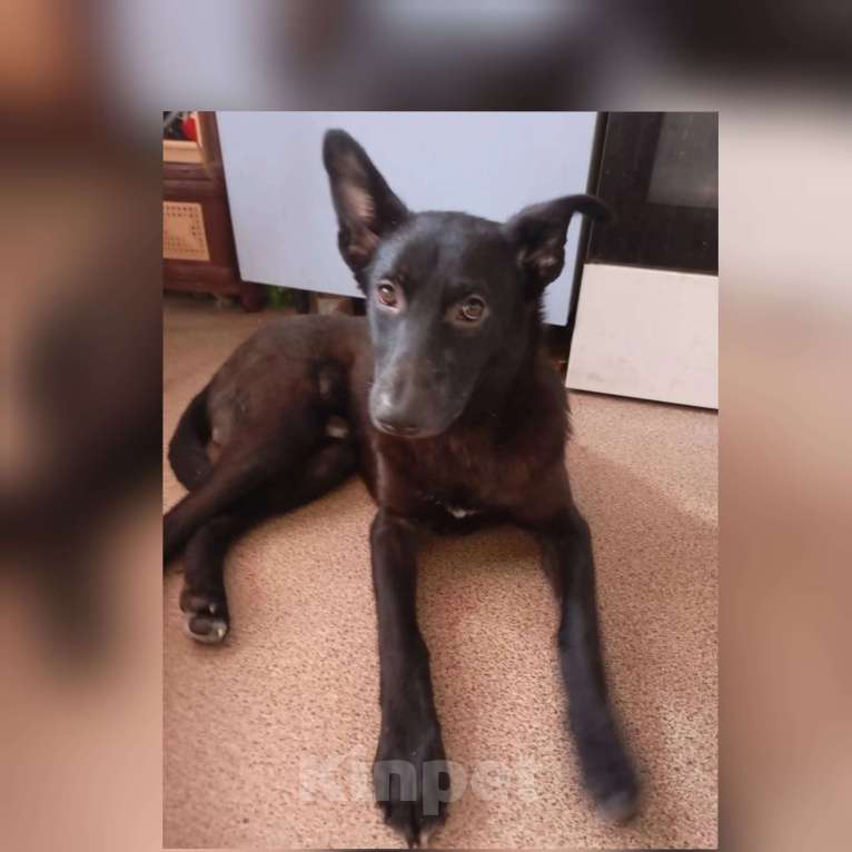 Собаки в Казани: Щенок мальчик Мальчик, Бесплатно - фото 1