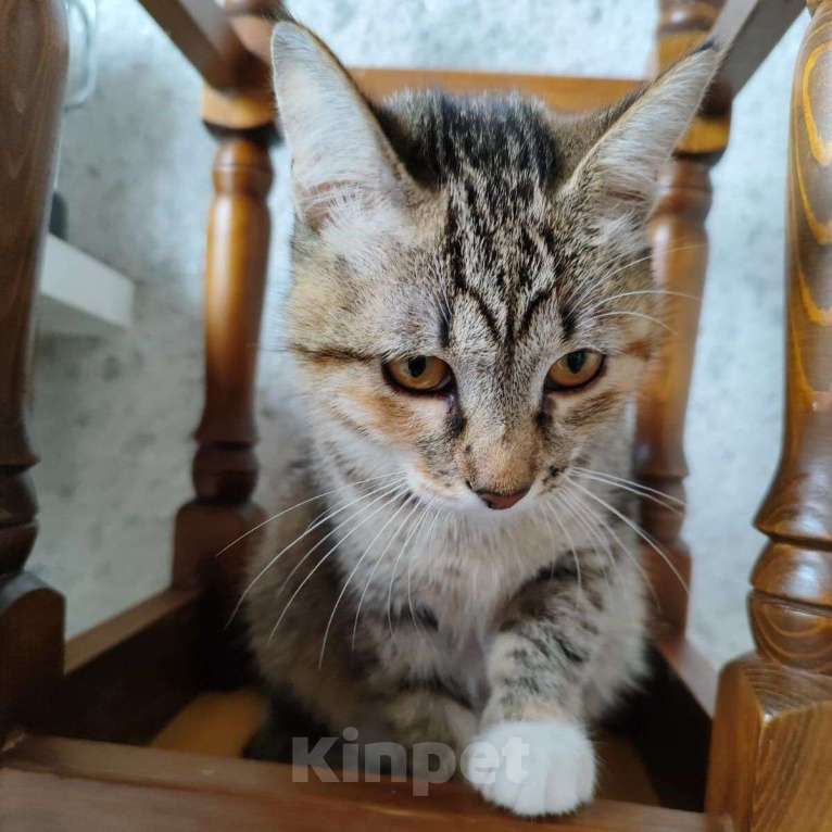 Кошки в Москве: Самая ласковая на свете котенок Маруня 🌼 Девочка, Бесплатно - фото 3