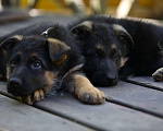 Собаки в Подольске: щенки немецкой овчарки Мальчик, Бесплатно - фото 4