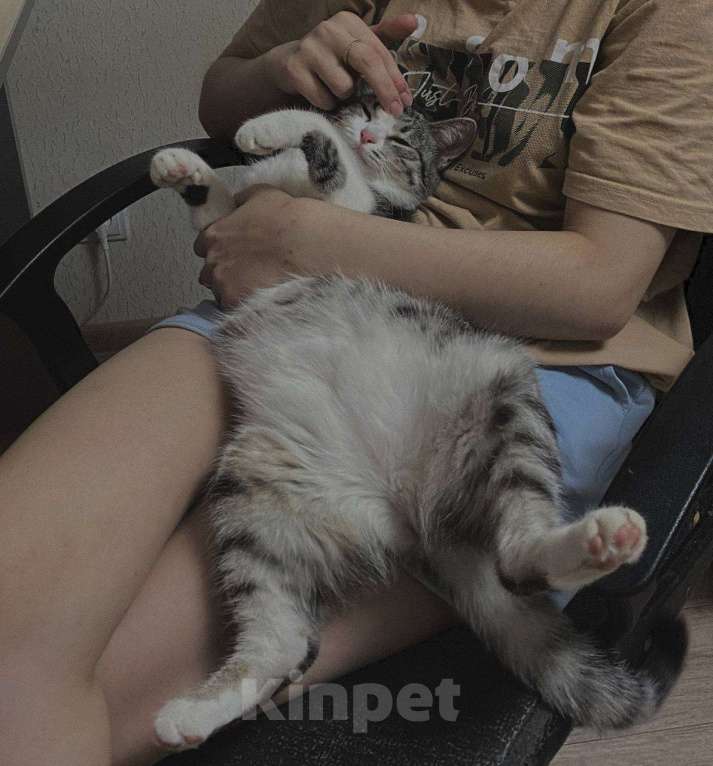 Кошки в Чапаевске: Отдам котенка в добрые руки  Девочка, Бесплатно - фото 1