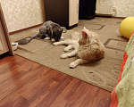 Кошки в Москве: Опытный кот мейн-кун.Вязка, 5 000 руб. - фото 9
