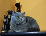 Кошки в Севастополе: Вязка. Чистокровный страйт., 177 руб. - фото 2