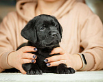Собаки в Москве: Лабрадор чёрный (мальчик), питомник Мальчик, 55 000 руб. - фото 7