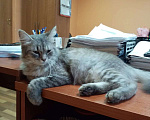 Кошки в Жуковском: Кошка в добрые руки Девочка, Бесплатно - фото 1