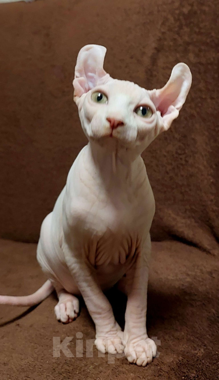 Кошки в Улане-Удэ: белый эльфик Мальчик, 16 000 руб. - фото 2