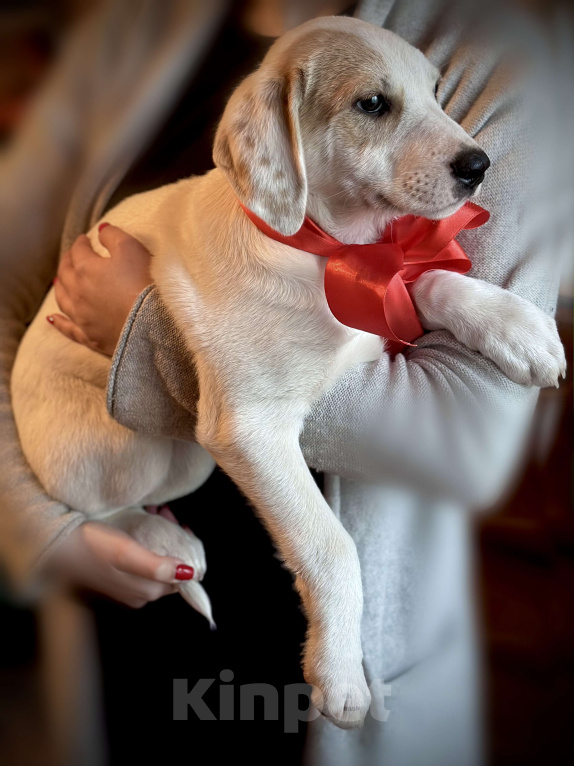 Собаки в Раменском: Бусинка ищет любящую семью Девочка, 1 руб. - фото 5