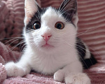 Кошки в Москве: котенок ищет дом Девочка, Бесплатно - фото 3