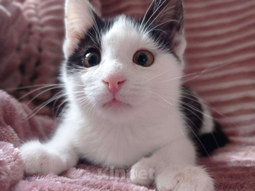 Кошки в Москве: котенок ищет дом Девочка, Бесплатно - фото 3