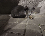 Кошки в Курске: Умные Красивые Ласковые Кошечки  Девочка, Бесплатно - фото 3