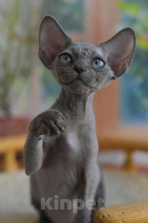 Кошки в Балашихе: Котёнок Девон Рекс мальчик Мальчик, 95 000 руб. - фото 1