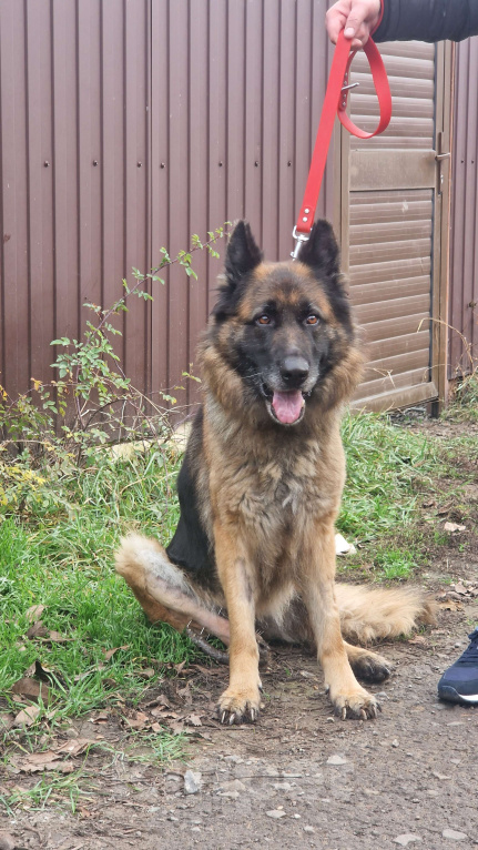 Собаки в Батайске: Дора ждет свою семью Девочка, Бесплатно - фото 1