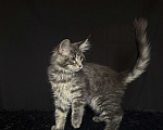 Кошки в Москве: Мейн-кун котенок Мальчик, Бесплатно - фото 6