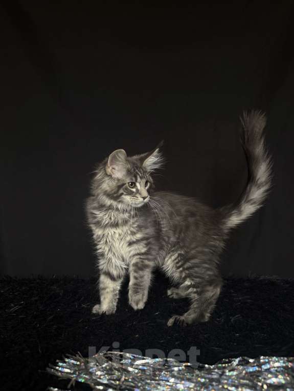 Кошки в Москве: Мейн-кун котенок Мальчик, Бесплатно - фото 6