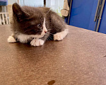 Кошки в Москве: Котенок мальчик Мальчик, Бесплатно - фото 4