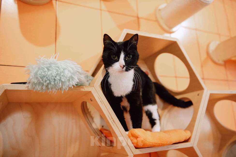 Кошки в других городах Московской области: Снежана мечтает найти семью Девочка, Бесплатно - фото 2