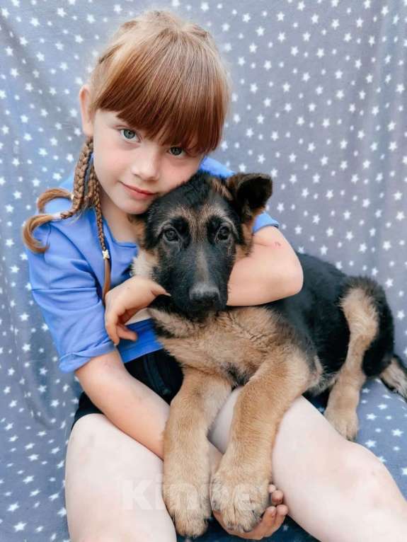 Собаки в Киреевске: Щенок немецкой овчарки  Девочка, 30 000 руб. - фото 1