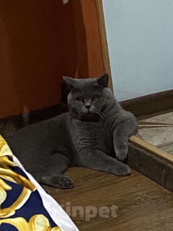 Кошки в Москве: Котенок британец мальчик 9 месяцев  Мальчик, Бесплатно - фото 3