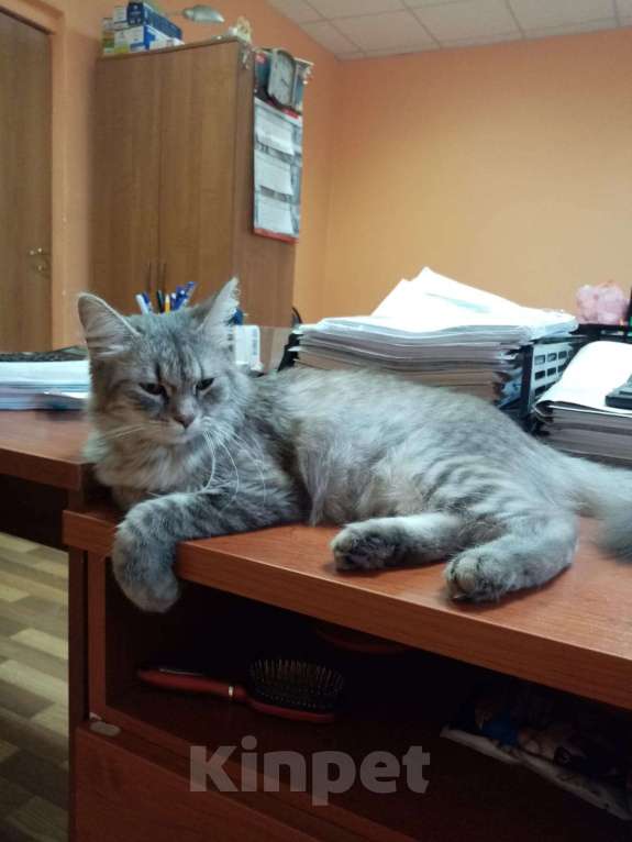 Кошки в Жуковском: Кошка в добрые руки Девочка, Бесплатно - фото 1