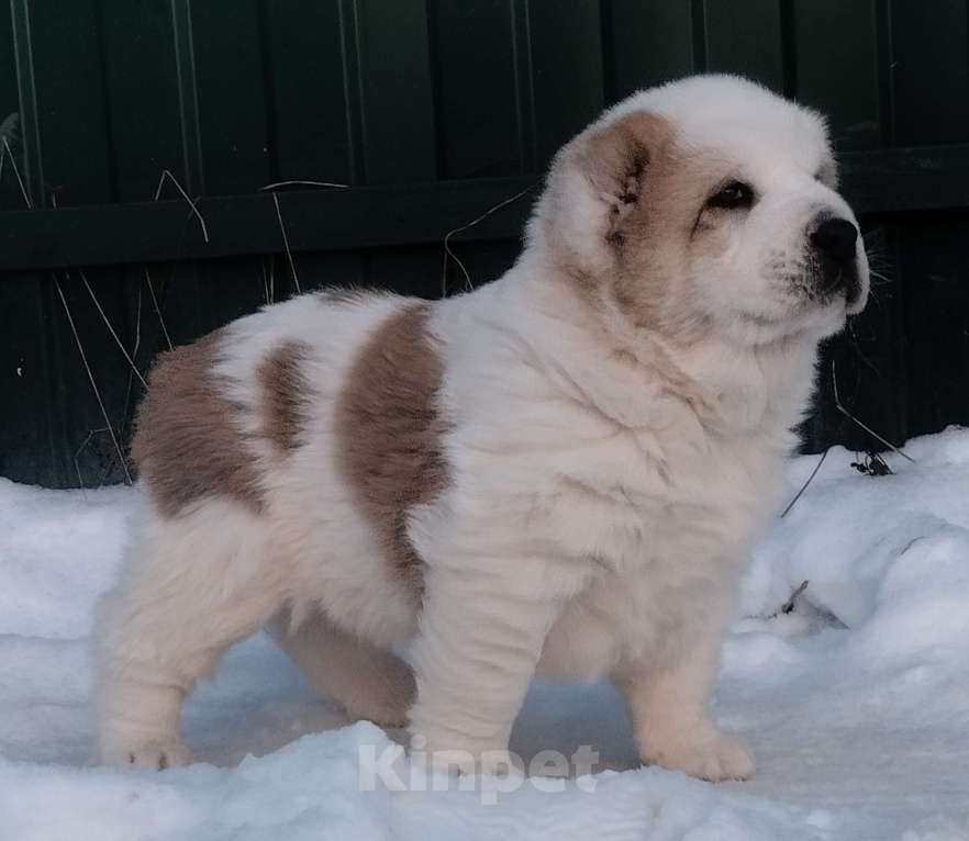 Собаки в Пскове: Среднеазиатская овчарка щенок алабай Мальчик, 70 000 руб. - фото 2