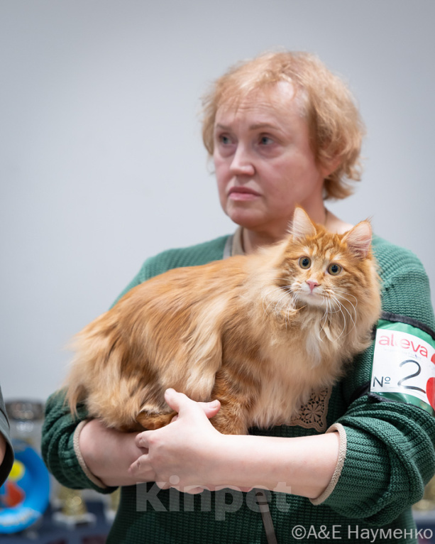 Кошки в других городах Московской области: Яркий рыжик курильский бобтейл Мальчик, 60 000 руб. - фото 8