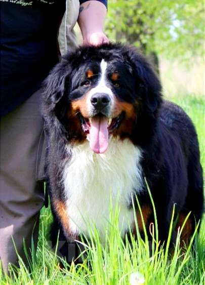 Собаки в Москве: Щенок Бернского зенненхунда Девочка, 200 000 руб. - фото 9