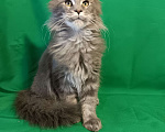 Кошки в других городах Владимирской области: Котик мейн кун Мальчик, 45 000 руб. - фото 3