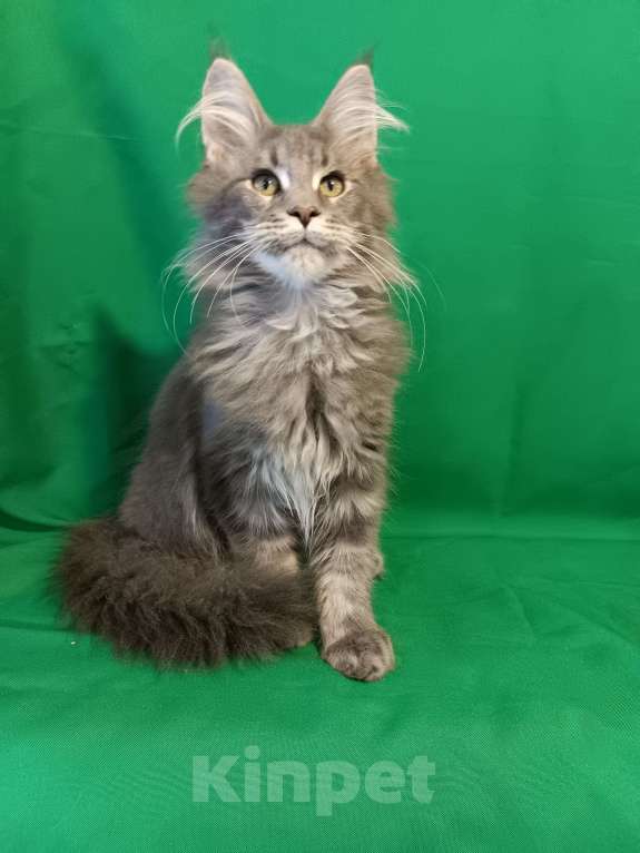 Кошки в других городах Владимирской области: Котик мейн кун Мальчик, 45 000 руб. - фото 3