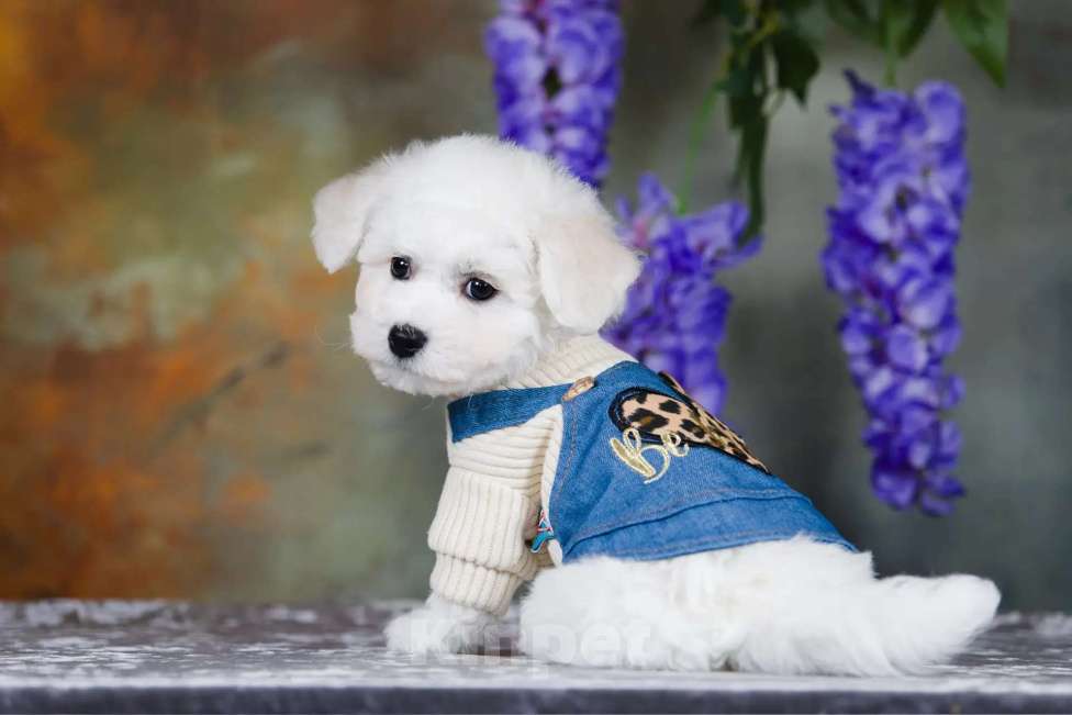 Собаки в Новосибирске: Мальчик. Бишон Фризе. Мальчик, 110 000 руб. - фото 2