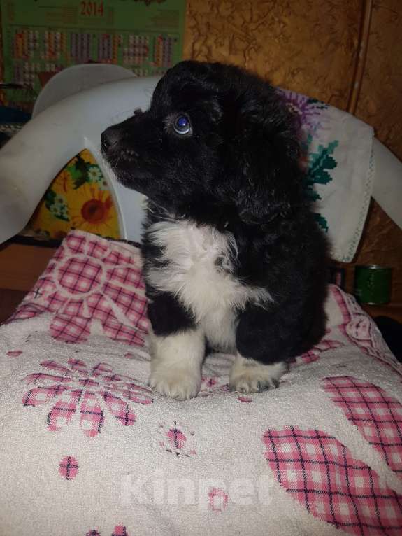 Собаки в Саке: ГолландскийТюльпхонд-Спаниель Девочка, Бесплатно - фото 1