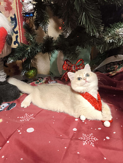 Шикарная голубая золотая шиншилла 