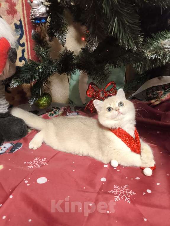 Кошки в Москве: Шикарная голубая золотая шиншилла  Девочка, 45 000 руб. - фото 1