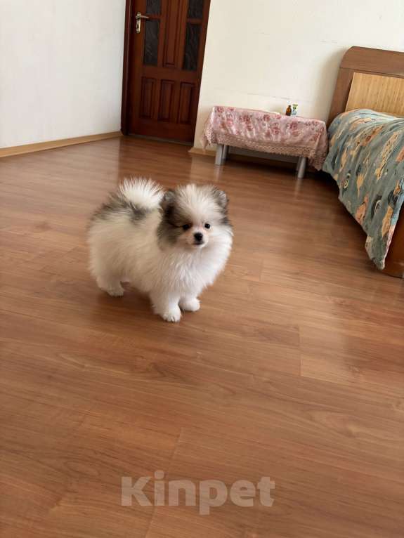 Собаки в Москве: Померанский шпиц, мальчик , 3 месяца  Мальчик, 40 000 руб. - фото 2