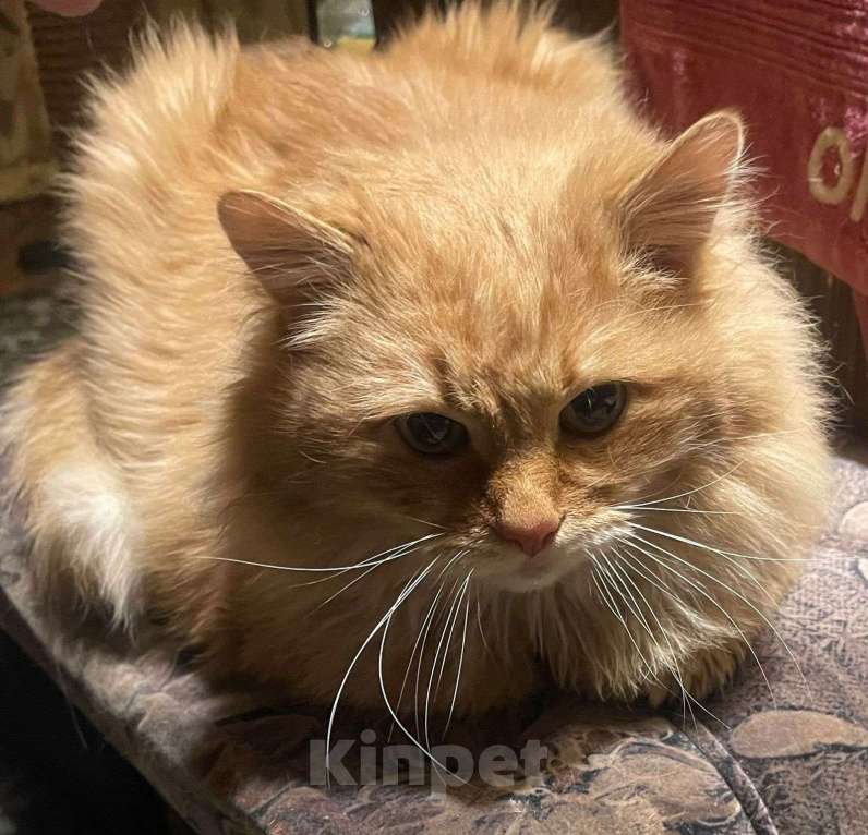 Кошки в Балашихе: Отдам в хорошие руки кота Мальчик, Бесплатно - фото 1