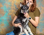 Собаки в Москве: Щенок Джекки в дар Мальчик, 1 руб. - фото 6