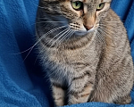 Кошки в Санкт-Петербурге: Кошечка окраса Таби с белой кисточкой Девочка, Бесплатно - фото 5