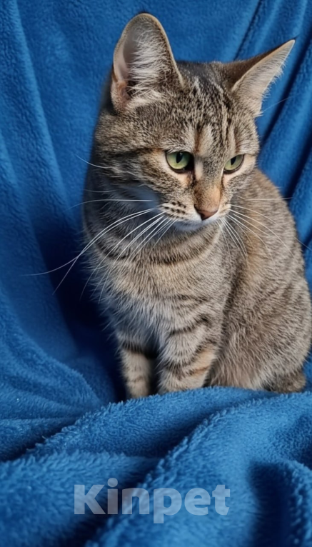 Кошки в Санкт-Петербурге: Кошечка окраса Таби с белой кисточкой Девочка, Бесплатно - фото 5