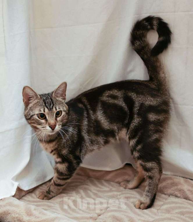 Кошки в Москве: Восьмимесячный метис бенгала Лео ищет дом! Мальчик, Бесплатно - фото 3