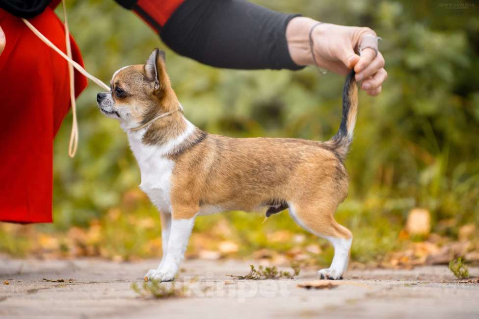 Собаки в Ярославле: Подрощенный щенок чихуахуа Мальчик, 40 000 руб. - фото 2