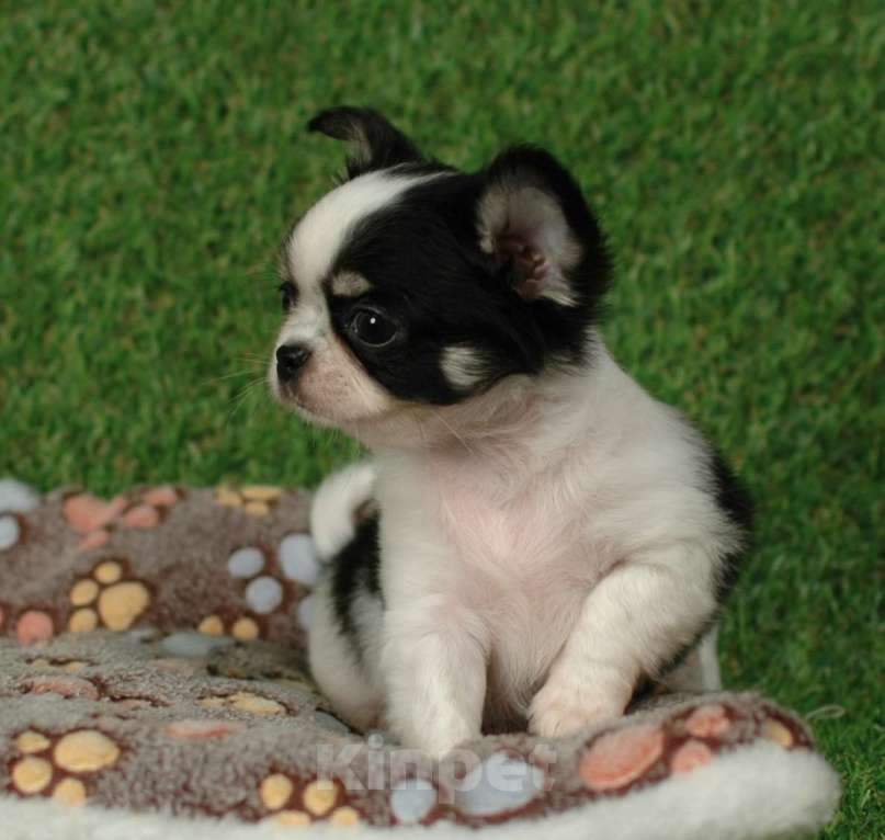 Собаки в Москве: Мальчик чихуахуа Мальчик, 25 000 руб. - фото 4