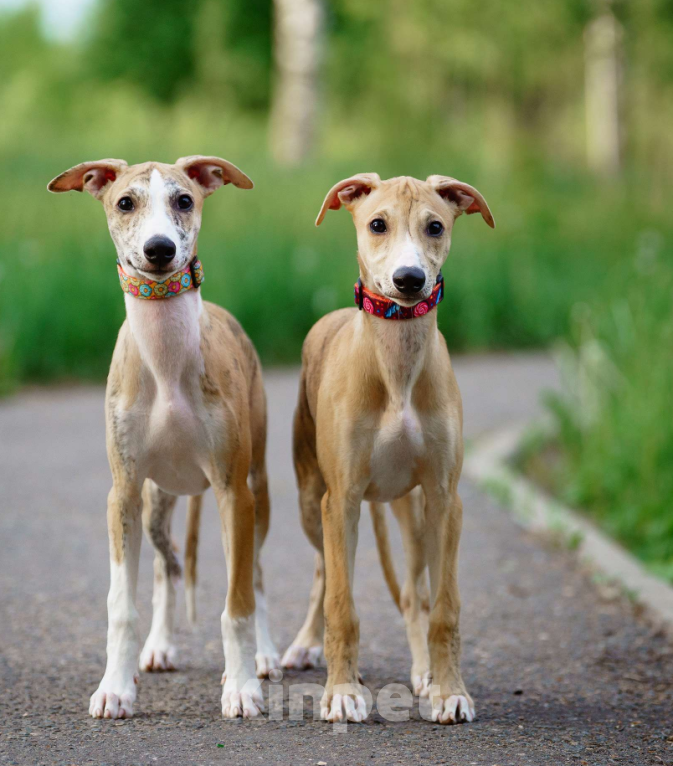Собаки в Москве: Щенки уиппета Мальчик, Бесплатно - фото 3